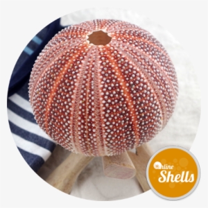 Sea - Queen Scallop #826378