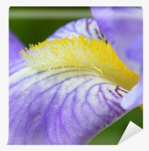 Bearded Iris #826830