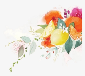 Citrus Illustration Sketch Rose Illustration - Illustration #826835