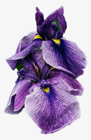 Iris-sm - Maine #826958