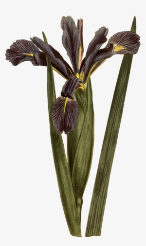 Download At - Botany #827012