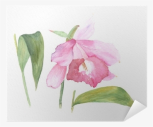 Botanical Watercolor Illustration Sketch Of Pink Cattleya - Cattleya Watercolors #827016