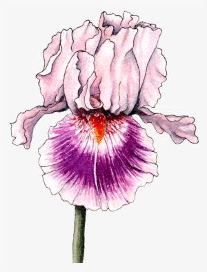 Rhizomes Available In August - Iris #827104