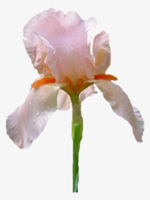 Ir09 400 X - Mobile App #827189