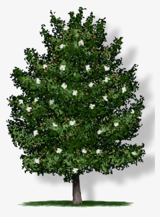 Tree Height - Transparent Background Tree Png #8203033