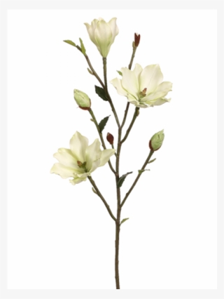 39" Tree Magnolia Branch Green - Evening Primrose Family #8203183
