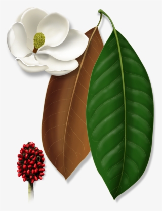 Expand Image - Bay Laurel #8203226