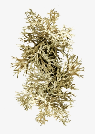 Noble Viii Magnolia - Pond Pine #8203614