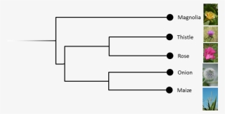 The Magnolia Misunderstanding - Magnolia Phylogenetic Tree #8203653