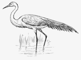 Egret Clipart Crane Bird - Blue Crane Black And White #8204025