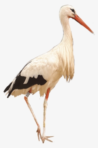White Stork #8204136 White Stork #8204136
