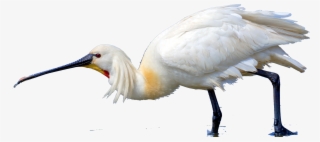 3420 X 1584 3 - Sandhill Crane #8204622