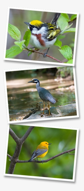 Spring Bird Count - Great Blue Heron #8204897