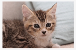 Photo Of Twix Nk2866 - Kitten #8205085