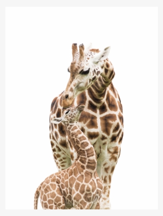 Baby Giraffe Png #8206458