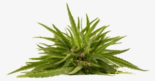 Hemp Derived Cbd Is Everywhere But Where Is It Coming #8207322