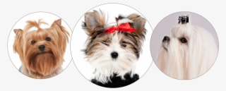 Morkie, Yorkie And Maltese - Morkie #8208294