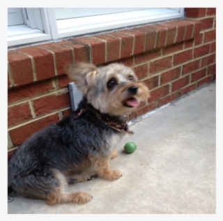 Cooper Is A Who Behaved So Badly - Small Terrier #8208495