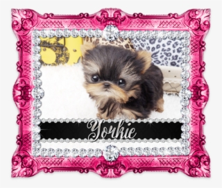 Lil Amazing Micro Teacup Giselle Available <3 - Companion Dog #8208793