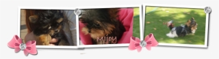 Mijoy Yorkies And Mijoy Biewers - Yorkshire Terrier #8209631