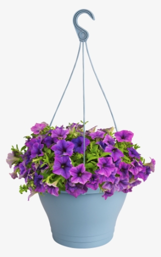 Home > Collection > Corsica Hanging Basket - Bougainvillea #8210215