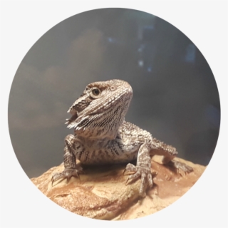 Making A Commitment To A Pet Can Be Minimal Or It Can - Dragon Lizard #8210755