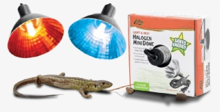 Halogen Mini Dome - Alligator Lizard #8212025