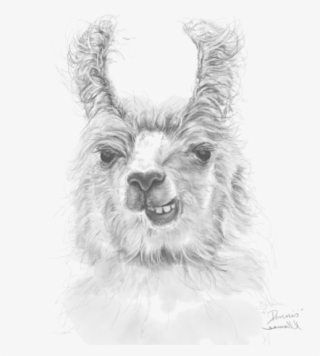 Bleed Area May Not Be Visible - Sketch #8214751