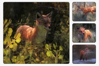 The Red Fox Is The Largest Of The True Foxes And The - Hunter Call Of The Wild Fox #8215324