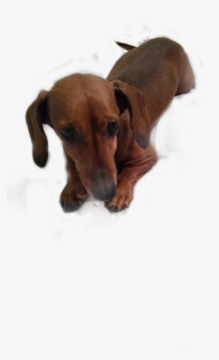 Dachshund #8216896