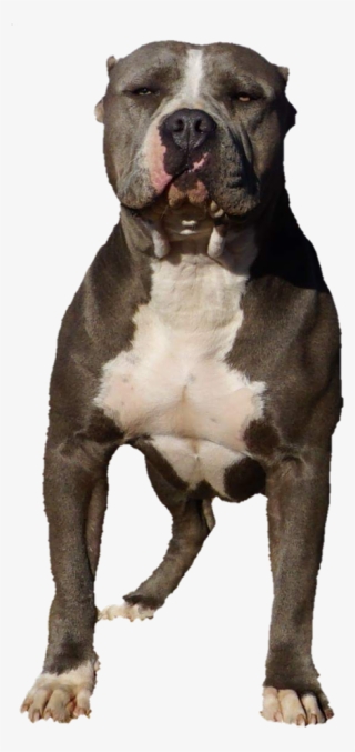 Staffordshire Bull Terrier #8217028