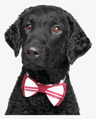 Curly-coated Retriever - Labrador Retriever #8217323