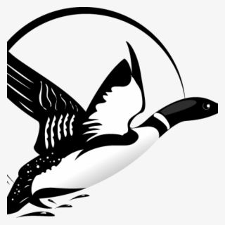 Loon Clip Art Flying Drawing Google Search Ideas Pinterest - Loon Vector #8217473