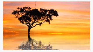 Sunset, Sun, Vacations, Nature, Tree, Isolated, Scenic - Scruffy Swanks Pullover Hoodies #8219107