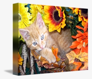 Kitty Kitten Leaning To One Side By - Tabby Cat #8219368