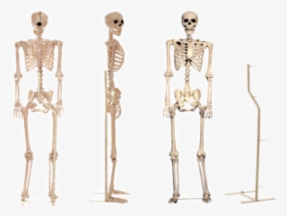 Standing Skeleton #8221106