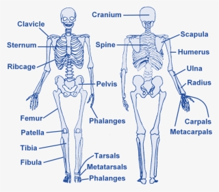 Skeleton - Level 2 Gym Instructor Skeleton #8221174