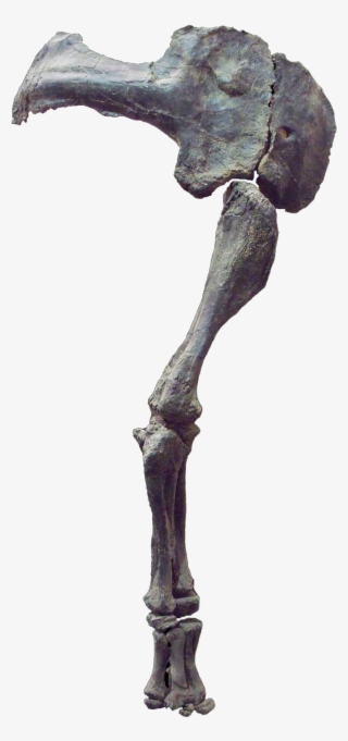 Camarasaurus Arm - Macro Photography #8221459