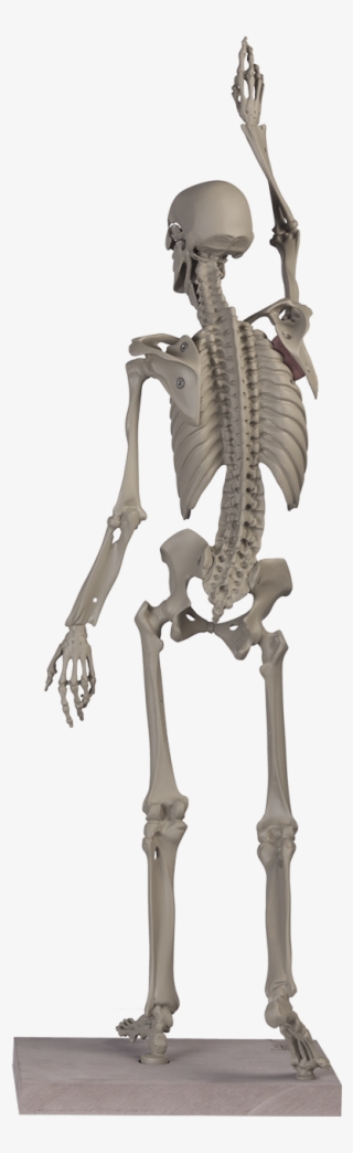 Maniken® Classic 2 - Skeleton #8221538