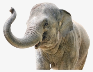 The Carden International Circus Is Committed 110% To - Big Data Elephant In The Room #8222148