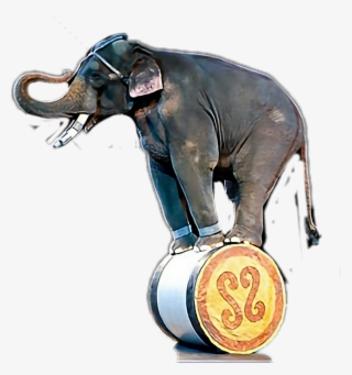 Universoul Circus Elephants #8222192