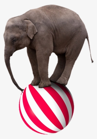 Elephant Sticker - Elephant On A Beach Ball #8222634