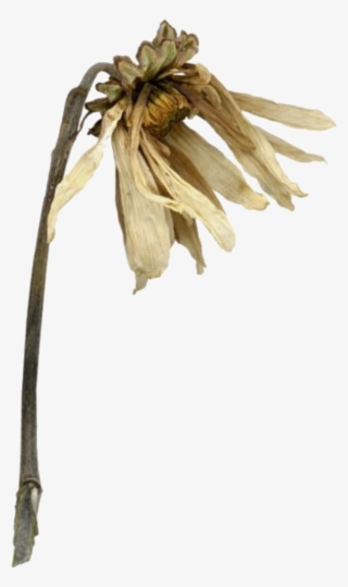 Pngs For Moodboards Overlays, Mood Boards, Plants, - Lobelia #8223817