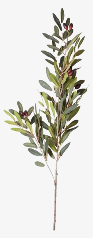 Pngs /like Or Reblog Used/ - Flower #8223864