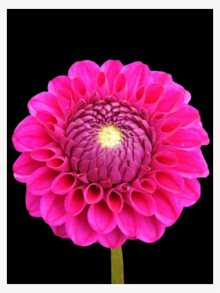 2 - Dahlia #8224022