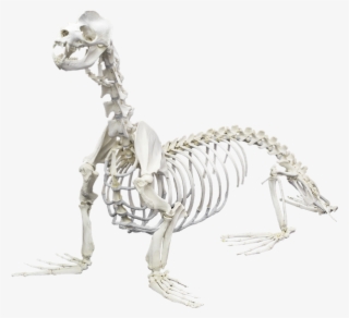 Which Animal S Skeleton - Animal Skeletons #8224495