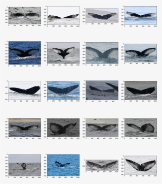 Resolutions - Killer Whale #8224777