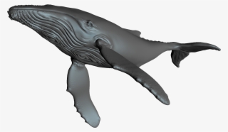Blue Whale #8224824