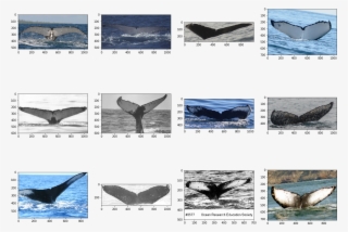 Now Some Pictures Of Whales That Have Just 1 Image - Killer Whale #8225011