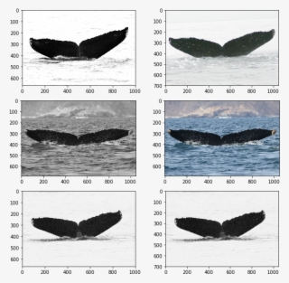 Color Bgr2rgb) Y.imshow(img) Y = Fig.add Subplot(len(common - Humpback Whale #8225327